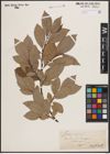 Foto von Salix caprea L.